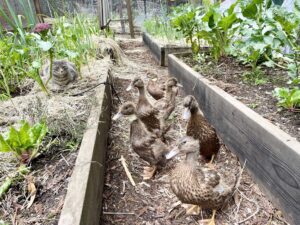 Our first ducklings in the garden between the raised beds