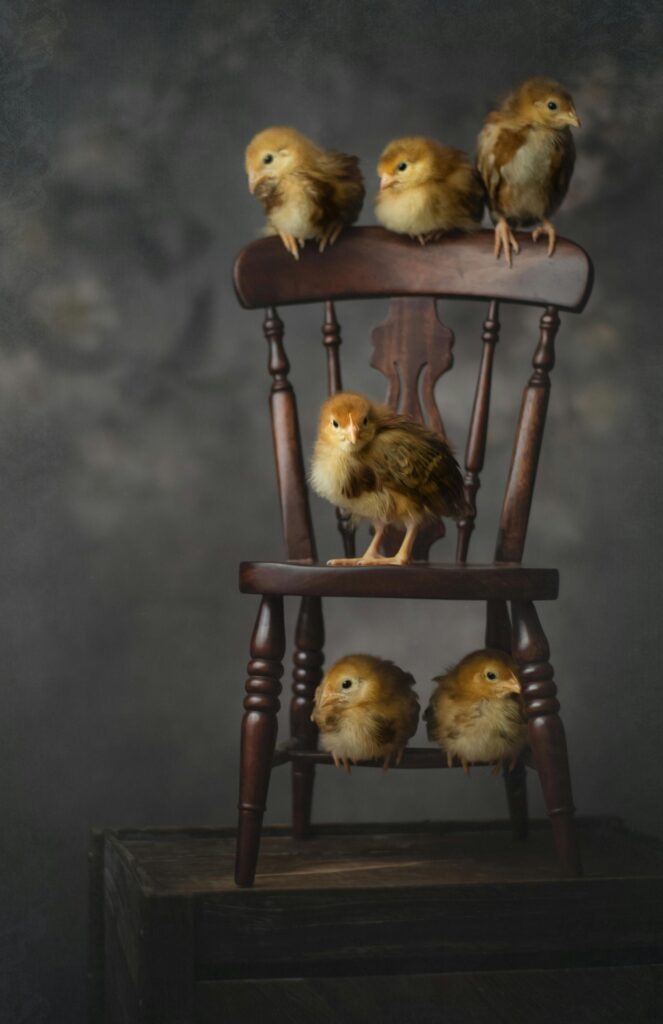 Chicks on a chair