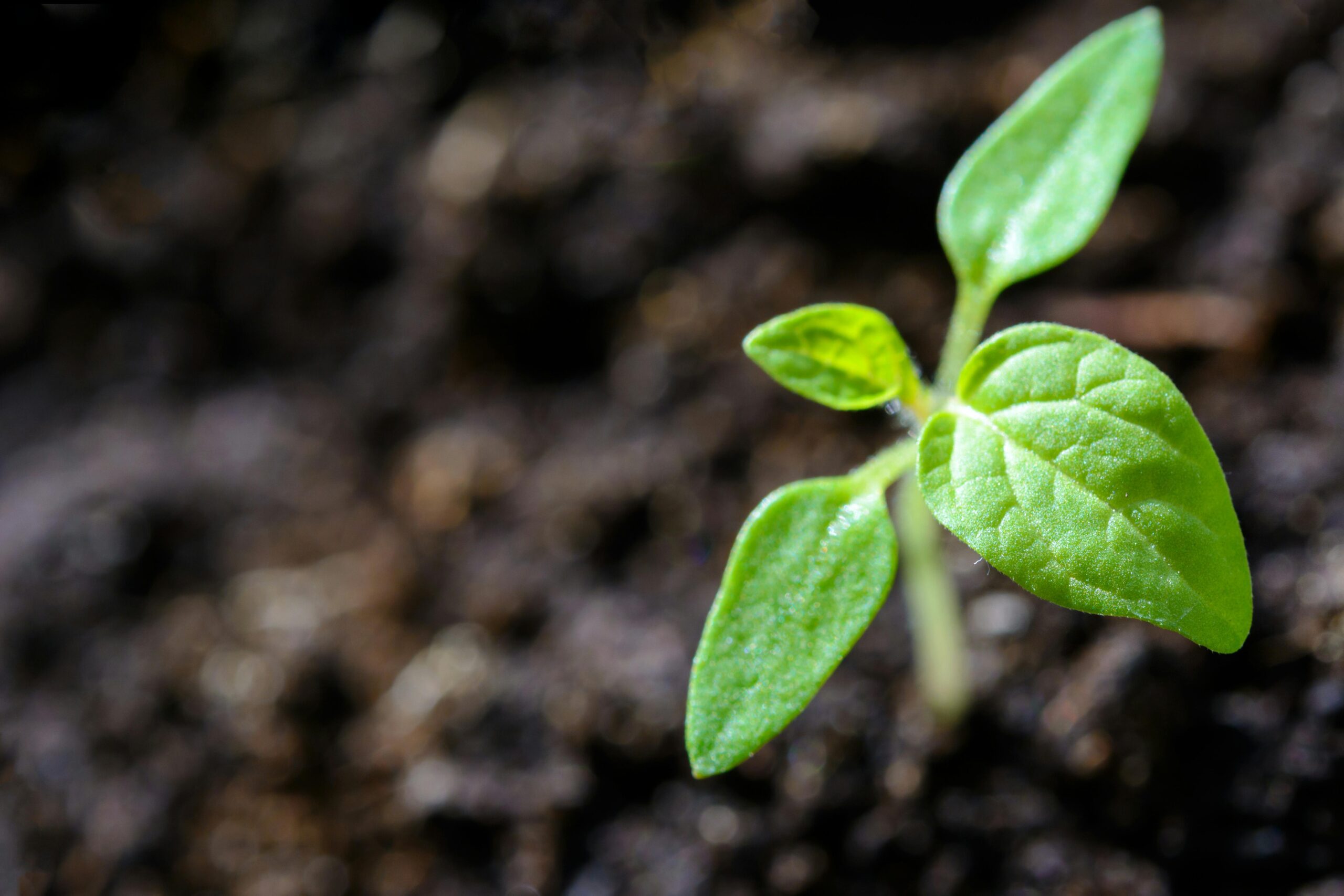 A green seedling in soil