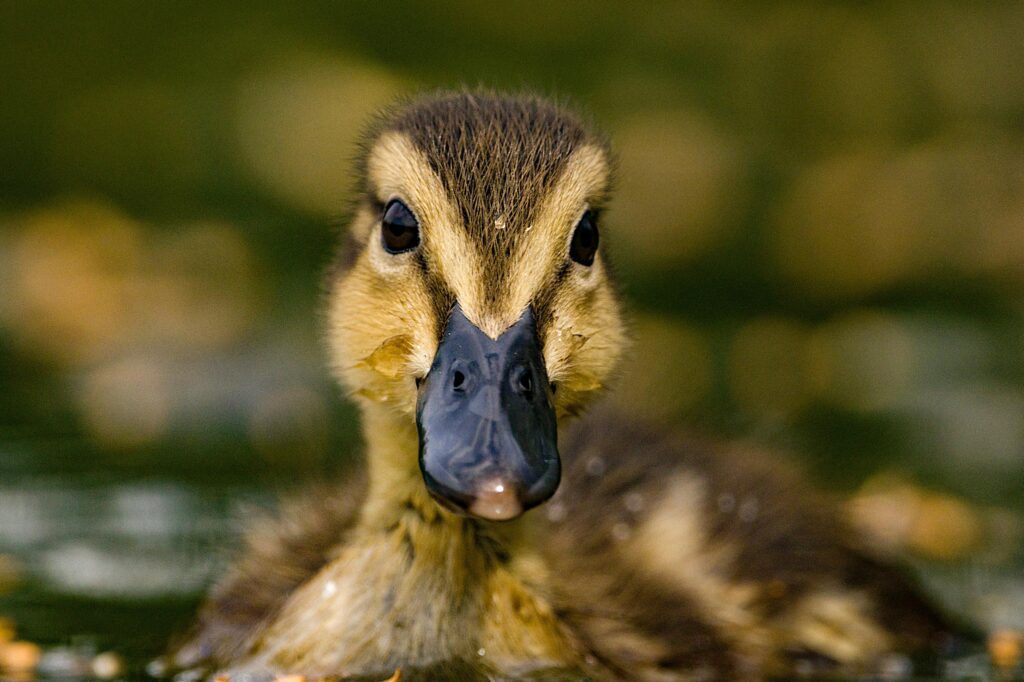 Adorable duckling face