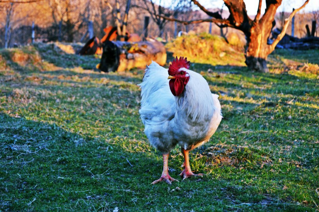 A white chicken on grass in front of trees