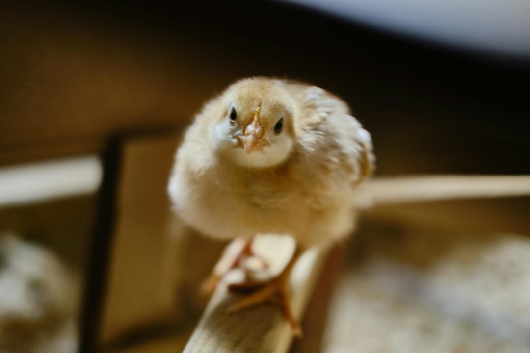 The complete beginner’s guide to raising chickens