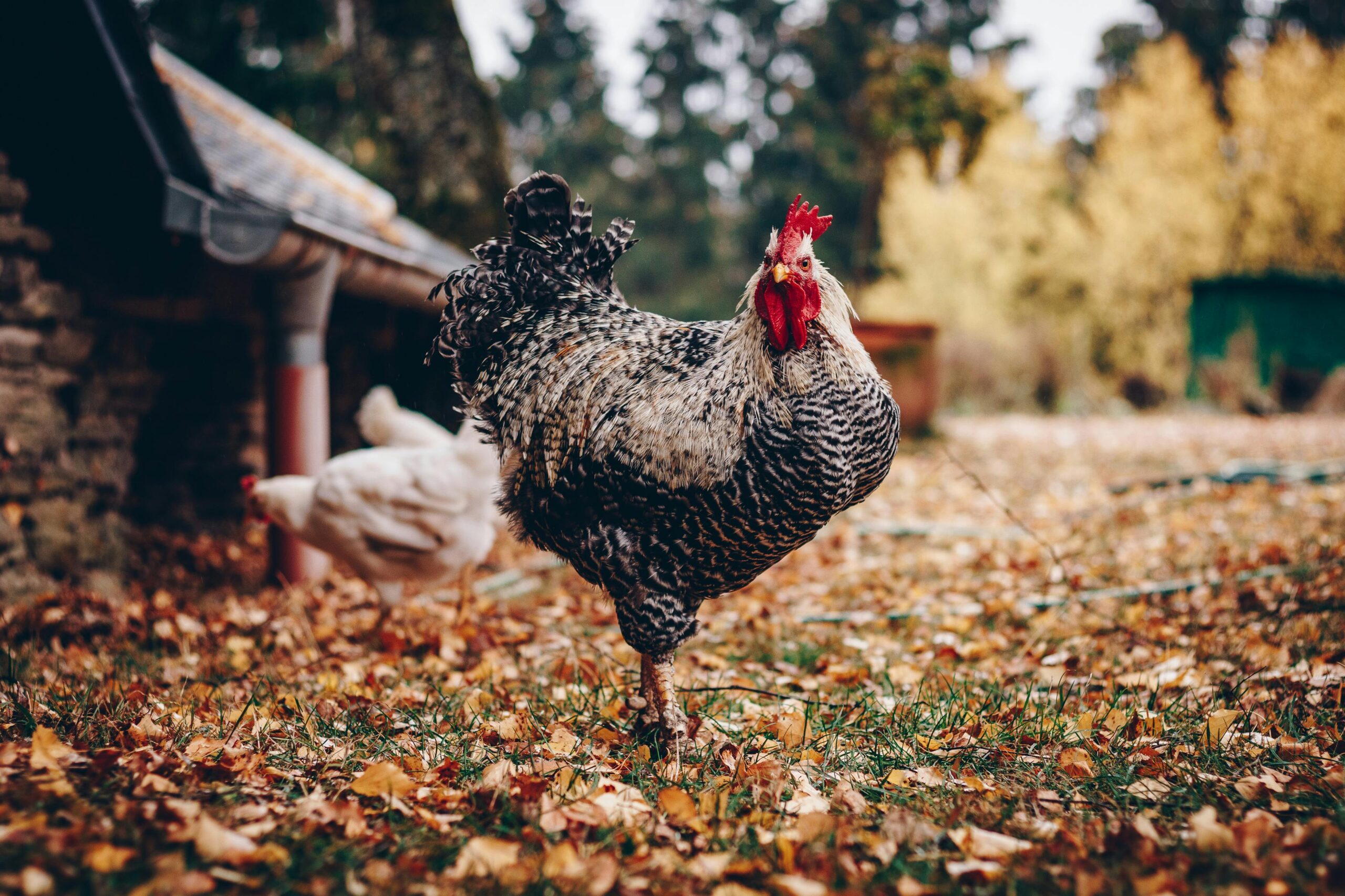 A chicken on fallen leaves