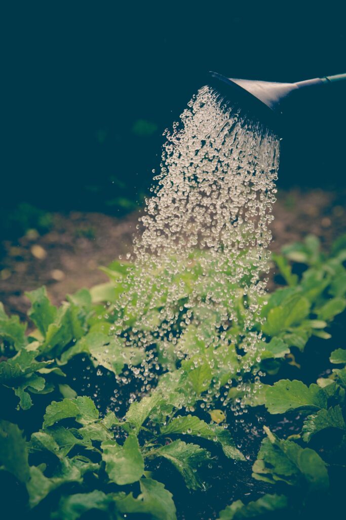 Watering greens