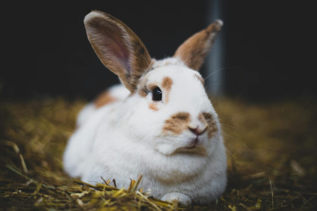 Raising rabbits: A beautiful brown and white rabbit