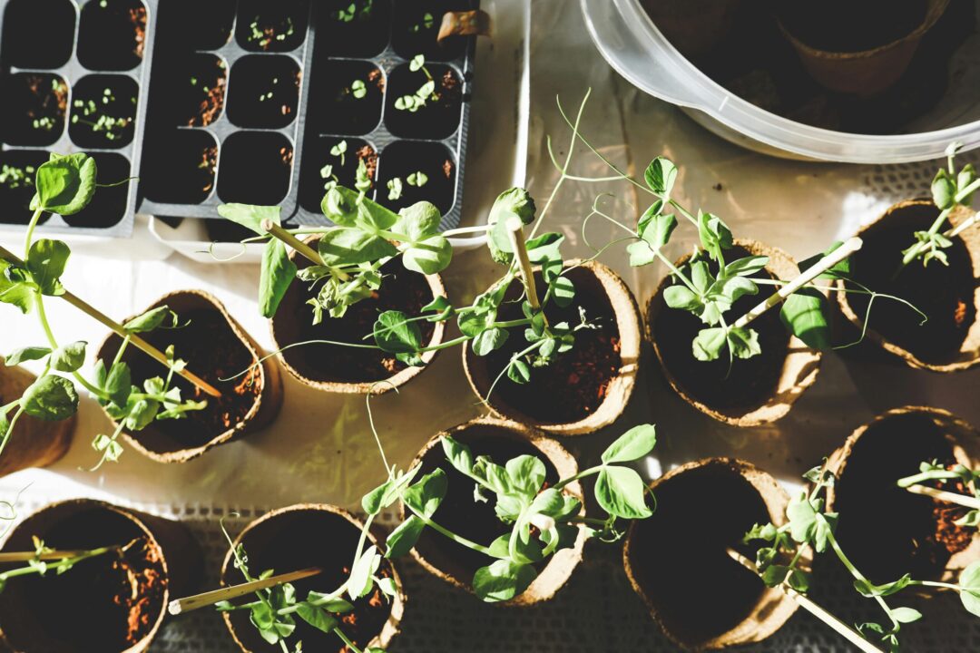 Stop murdering your seedlings: Successful gardening tips for beginners