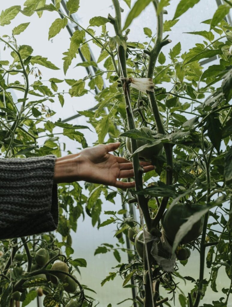 Hand reaching into a plant