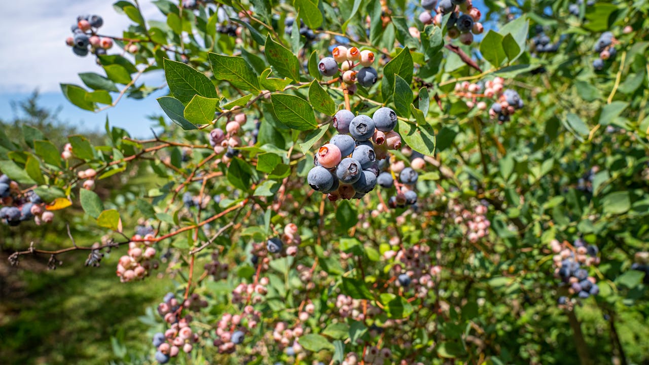 11 perfect perennial fruits and vegetables for a thriving, low-maintenance garden